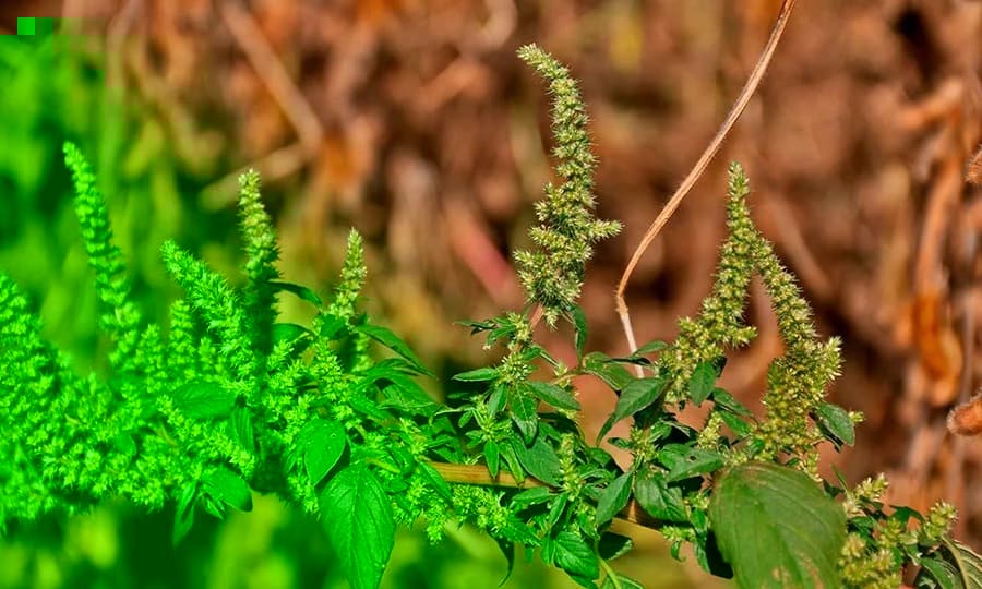 Resistência do caruru a herbicidas coloca em risco lavouras de soja e milho