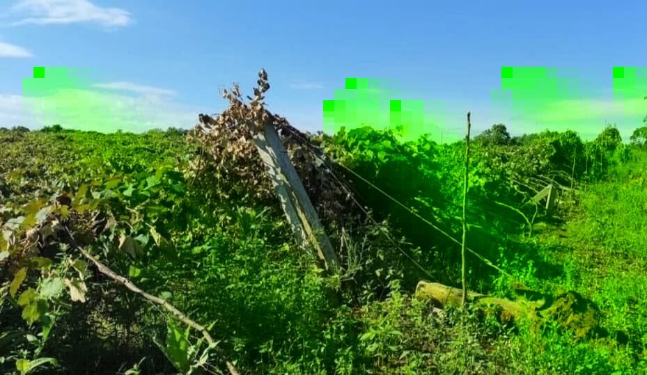 Polícia Civil investiga destruição de parreirais no interior de Alpestre