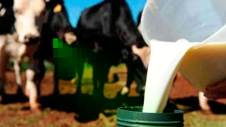 Projeto de lei propõe criação do Instituto Nacional do Leite 