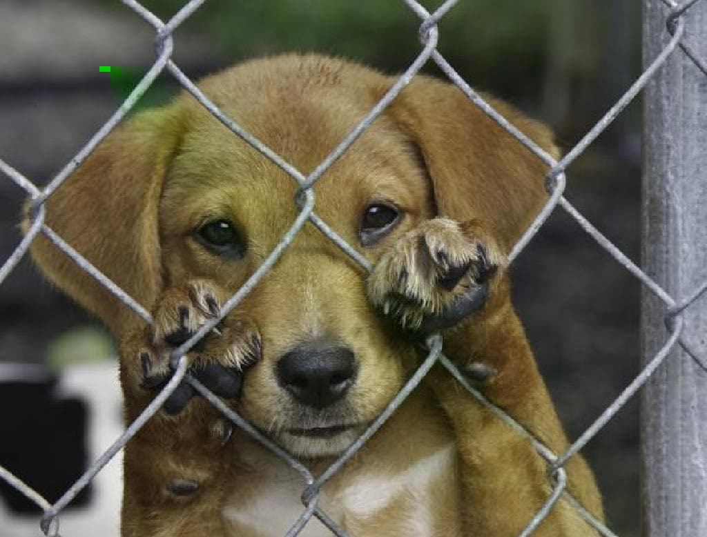 Punições mais severas contra maus-tratos a animais reacendem debate no país